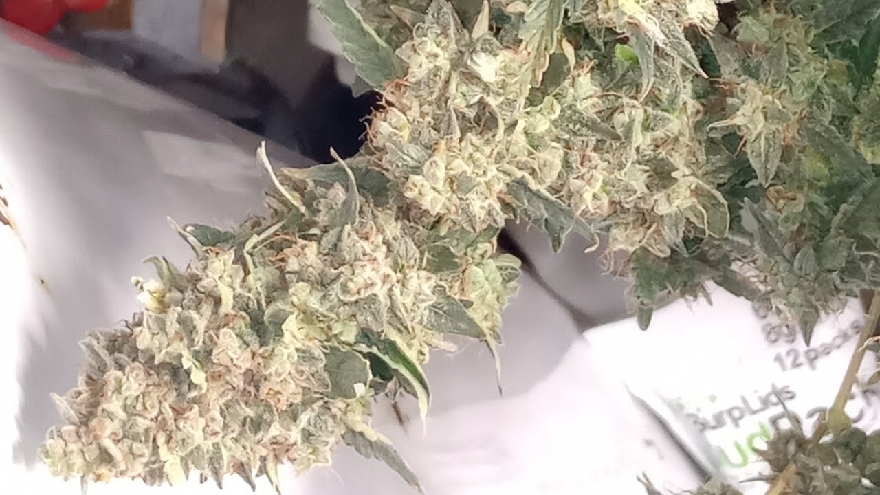 Harvest! WeddingCake by ILGM Genetics #ilgm 2nd Successful Autoflower Harvest inside3x3@acinfinity