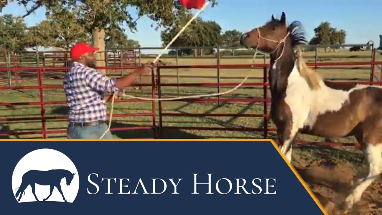 Top Horse Desensitizing Techniques for 2019