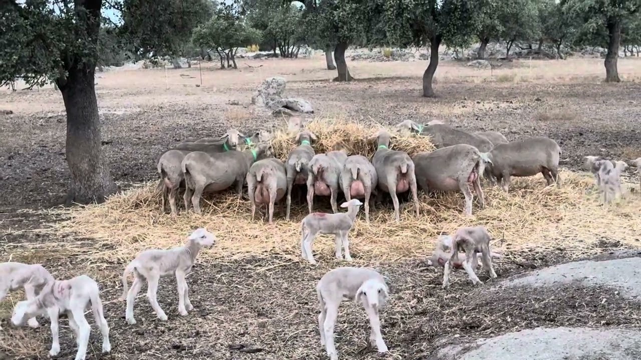 Un mes de junio con mucho calor para la paridera