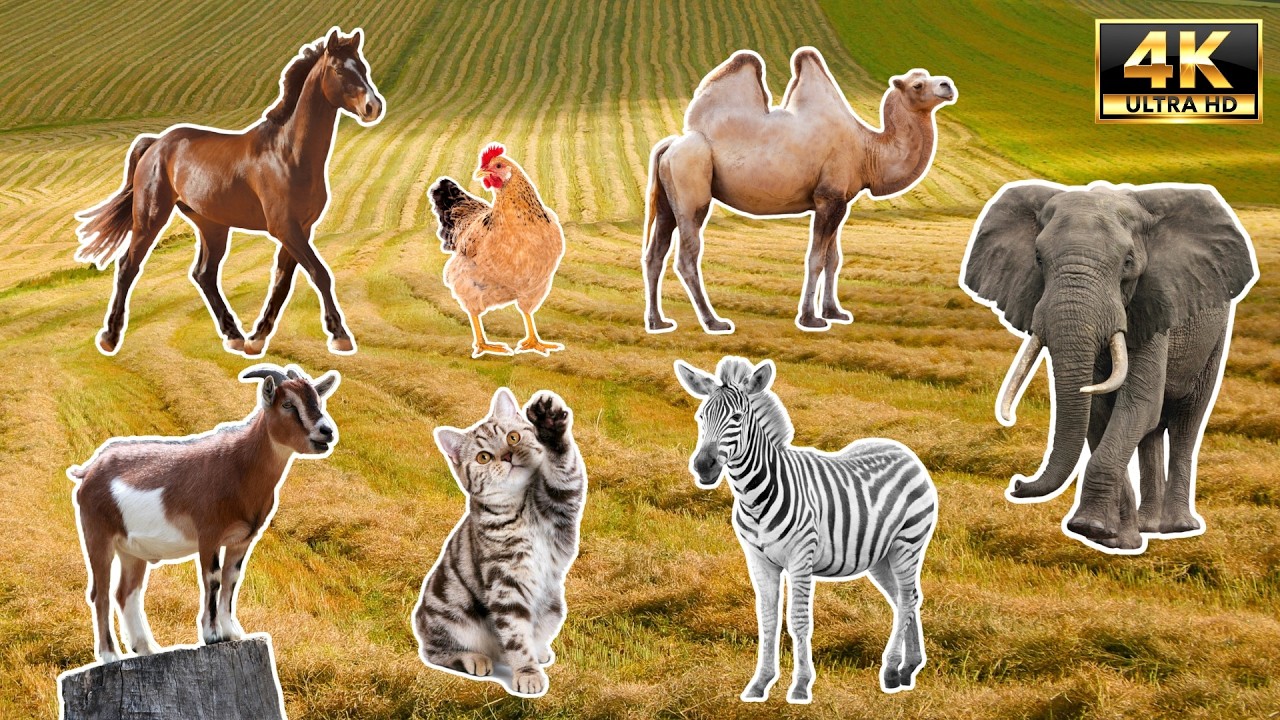 From Farm to Jungle: 100 Animal Sounds in 4K 🌍🐾 | Age Animals