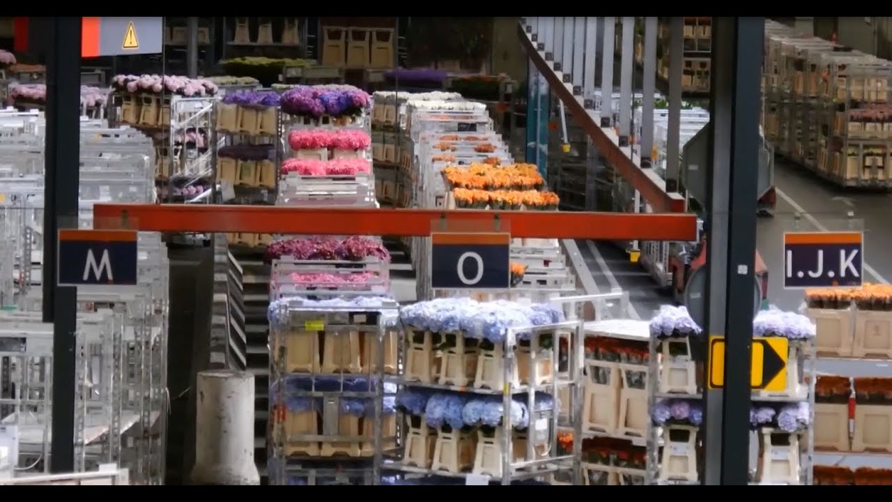 Topdrukte op bloemenveiling Aalsmeer