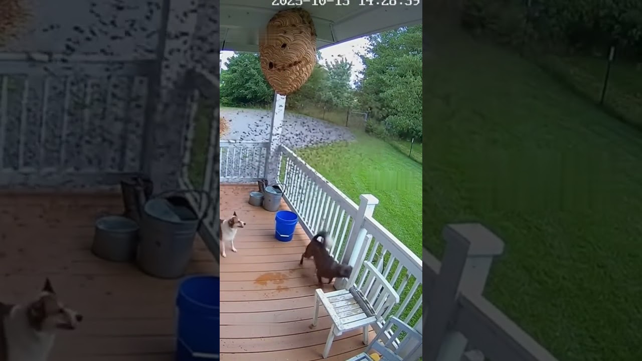 Security Cam Captures Dogs Attacking a Wasp Nest Gone Wrong #CaughtOnCamera #ViralShorts
