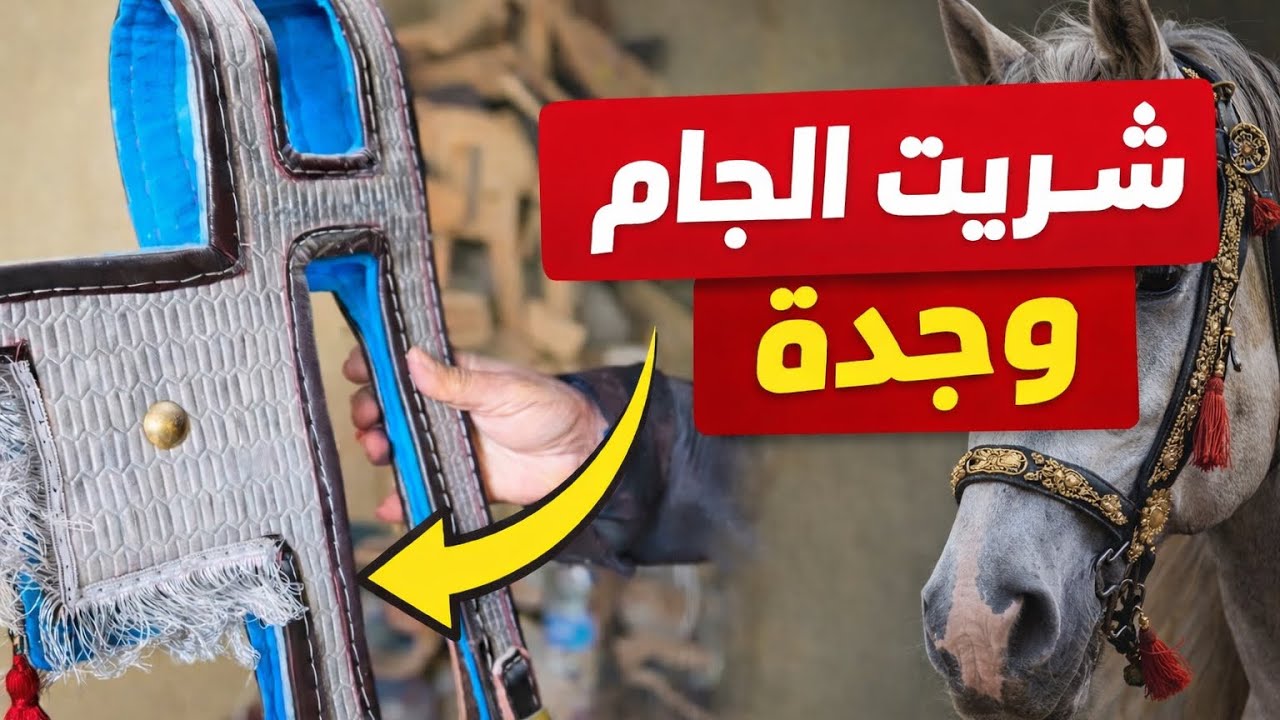 مشيت عند أقدم صانع العضوما فوجدة وشريت لجام وجدي 100/100