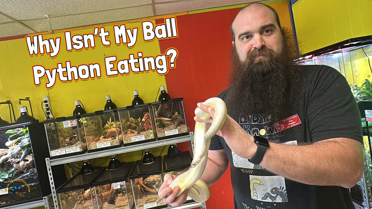 Мой королевский питон не хочет есть! - Как заставить вашего королевского питона есть!