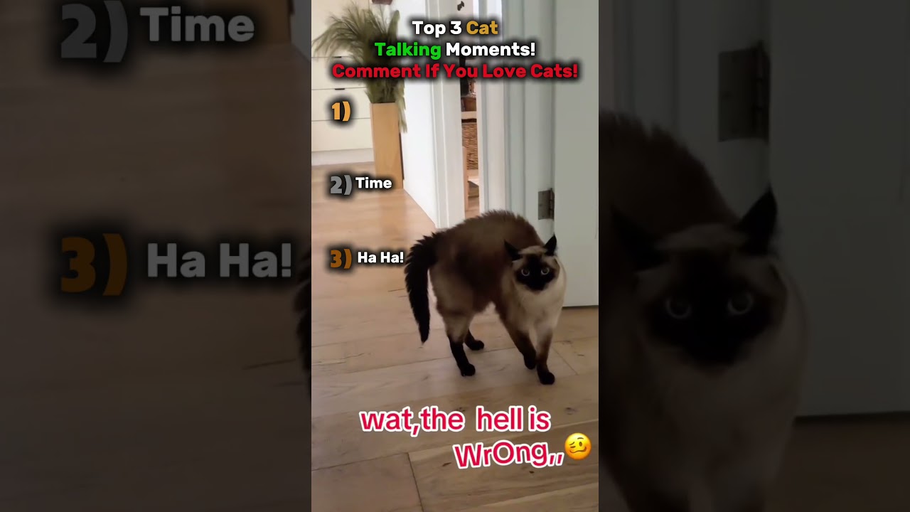 RANKING TOP 3 CAT TALKING MOMENTS!