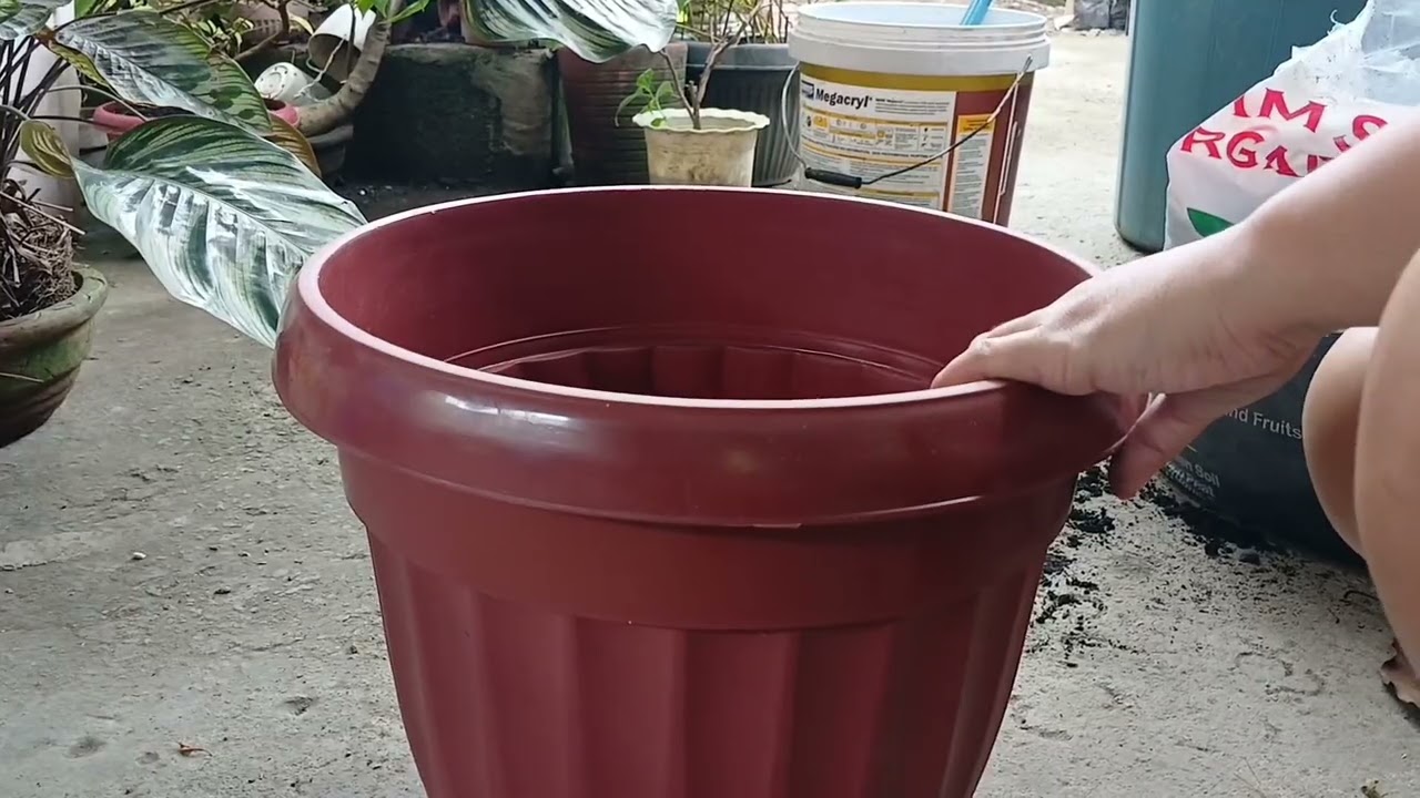 Sobrang laki na....Peacock Calathea...ilipat na natin........ Anie Bangs