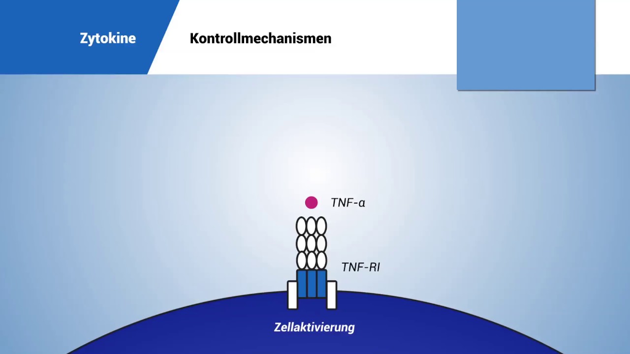 Zytokine: Kontrollmechanismen