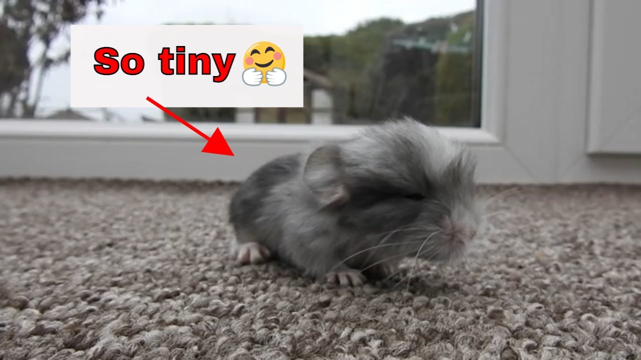 Diary of a new born baby chinchillas, the first 50 days