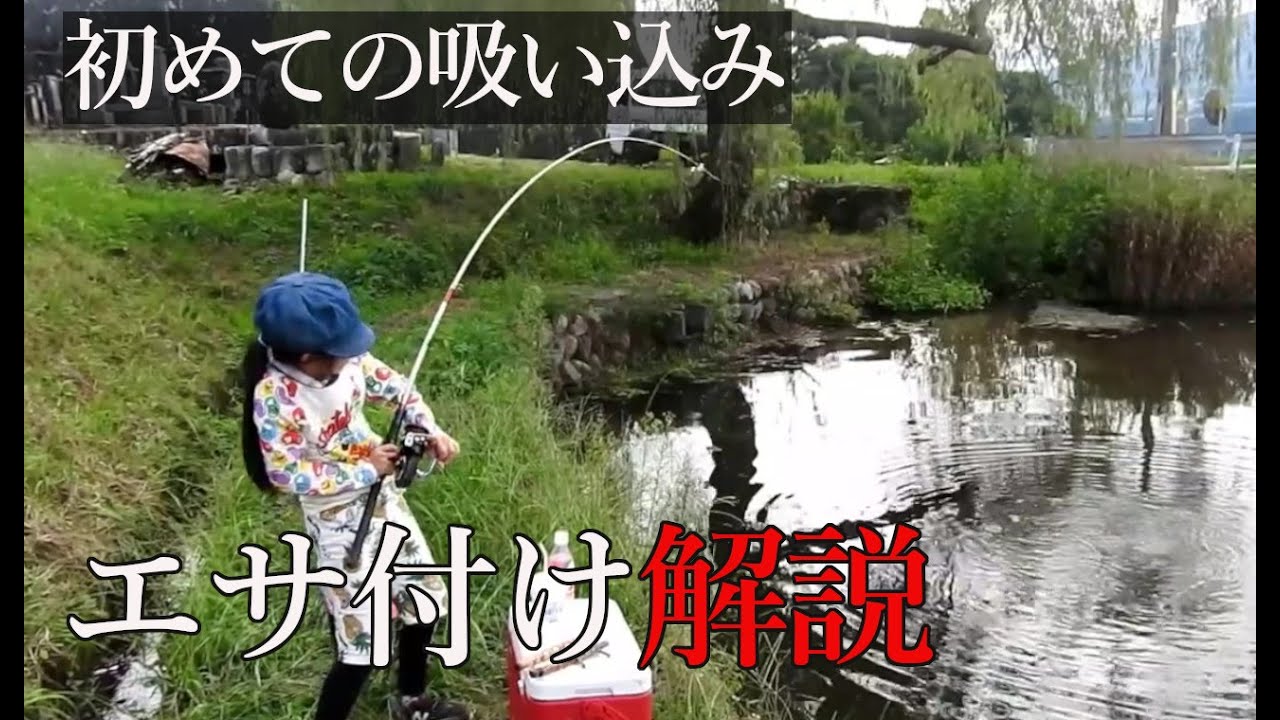 【鯉釣り】エサのつけ方で釣れ方は変わる。解説初めての吸い込みの餌付け、エサの種類紹介！