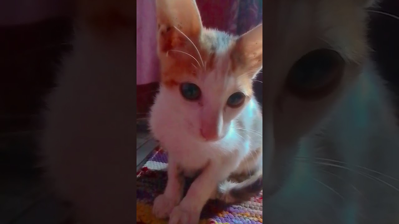 my white cute billi❤️🐈😻