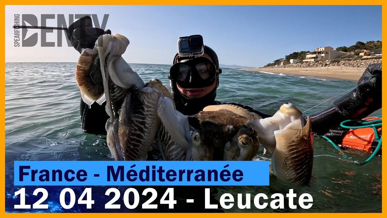 Poulpe et seiches à Leucate en Chasse sous-marine.