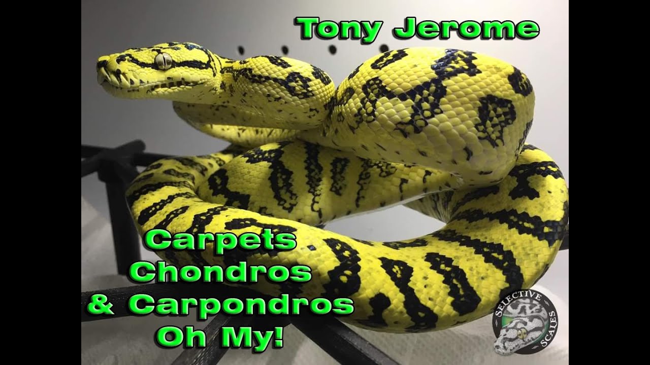 Carpets, Chondros, & Carpondros W/ Tony Jerome of Selective Scales