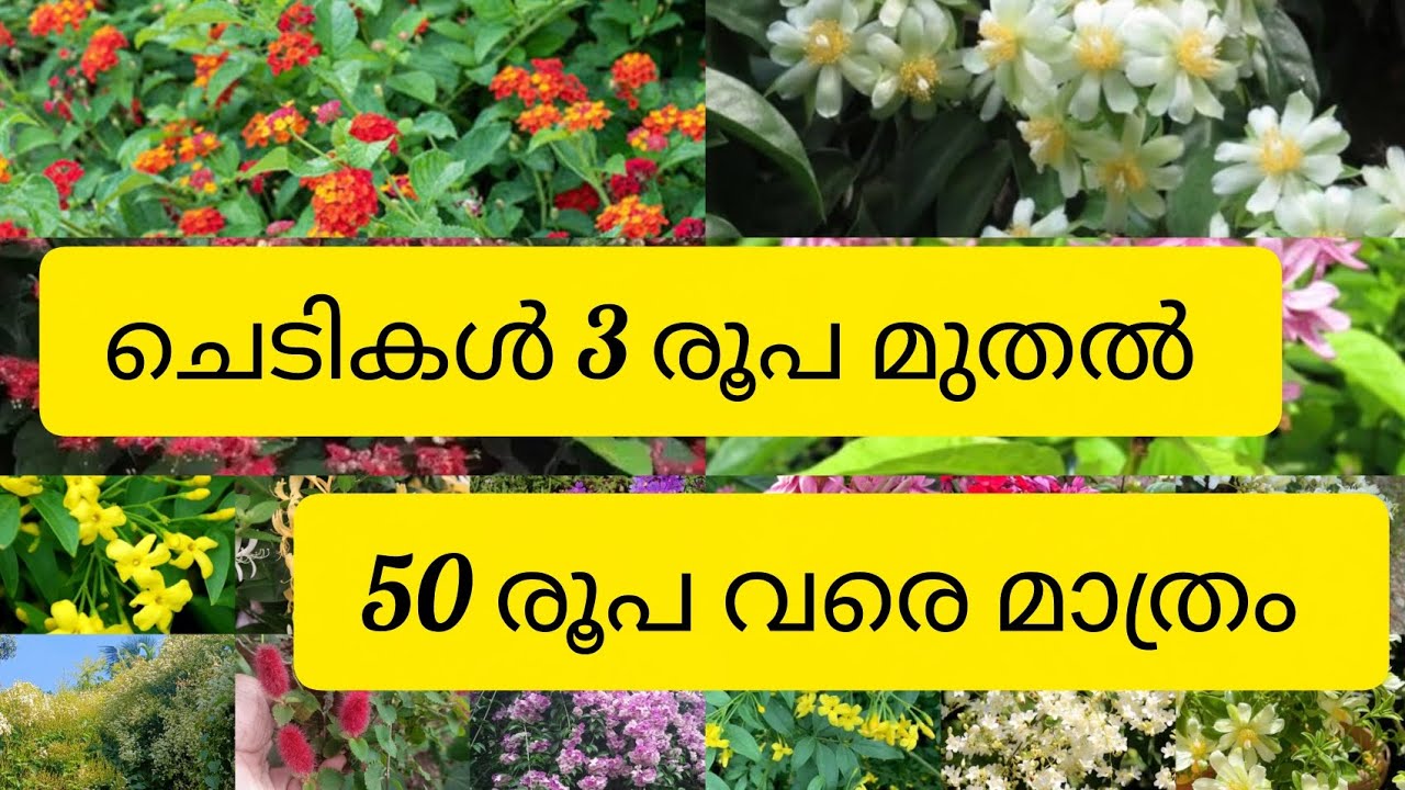 വിലക്കുറവിൽ ചെടികൾ സ്വന്തമാക്കാം 🥰