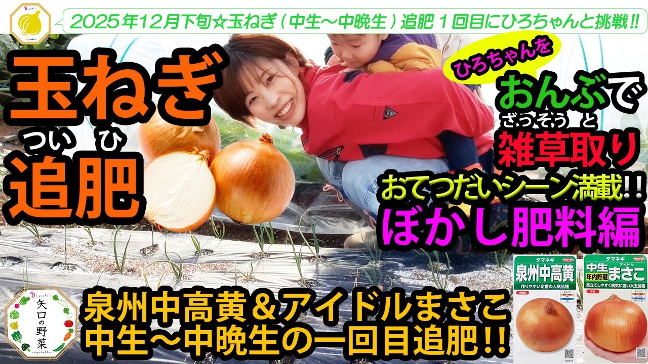【玉ねぎ追肥】中生～中晩生/おんぶで雑草取りにも挑戦‼ひろちゃんも大活躍☆ #畑 #農業 #家庭菜園 #野菜 #初心者 #玉ねぎ #追肥 #農業 #ぼかし肥料 #2歳 #子育て #成長 #ひろちゃん