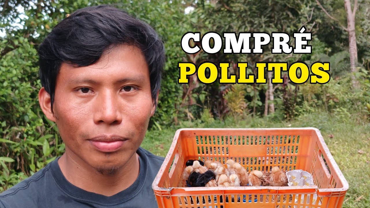 Mira Cuanto pollitas Ponedoras compré |😱😱 cuanto cuestan ?