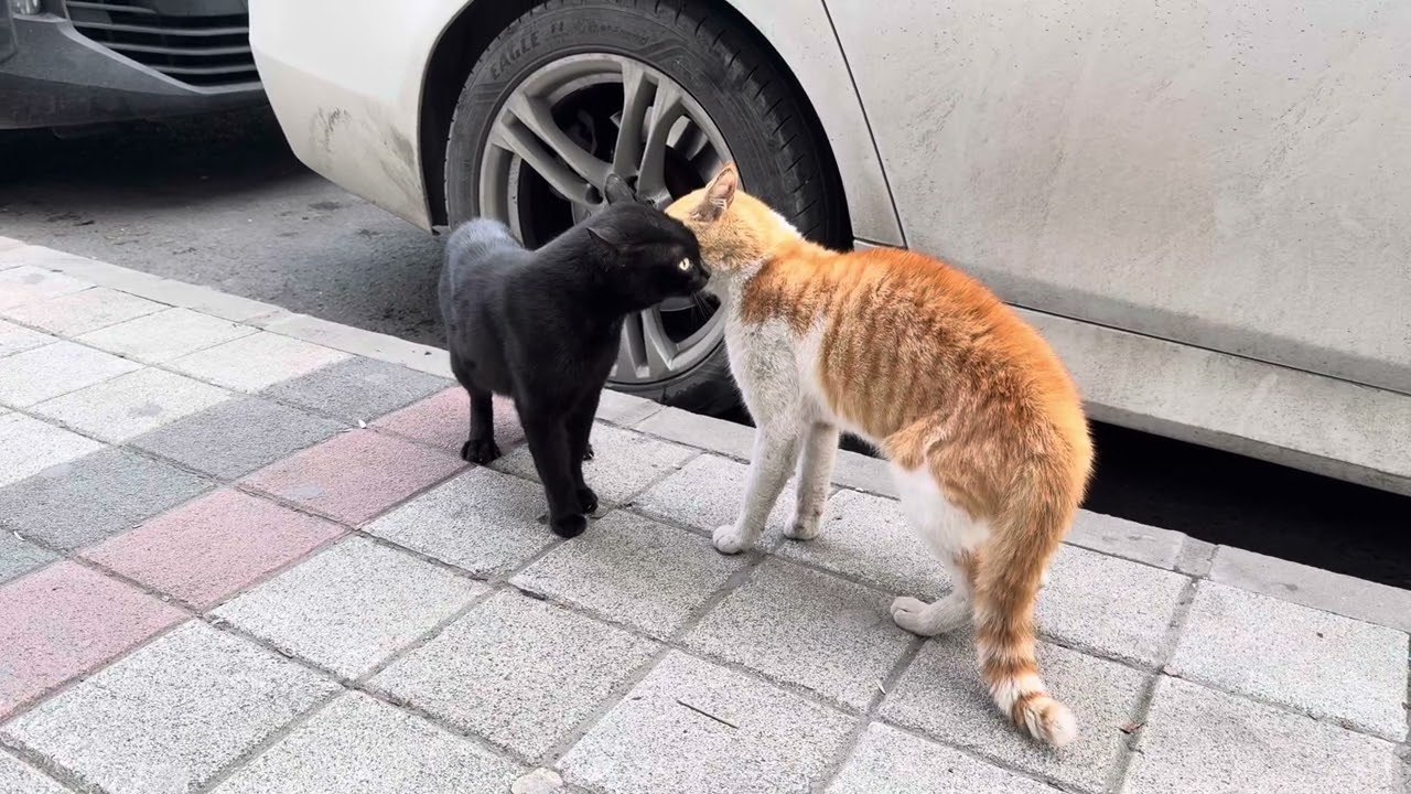 Epic Street Cat Fight Caught on Camera! 😱