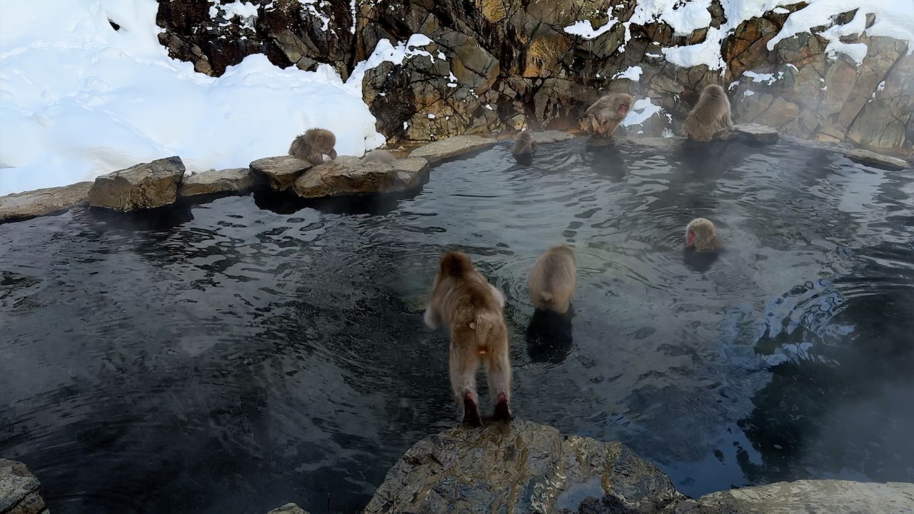 Японские снежные обезьяны: купание в горячих источниках! 🐒❄️ Удивительная зимняя страна чудес Нагано