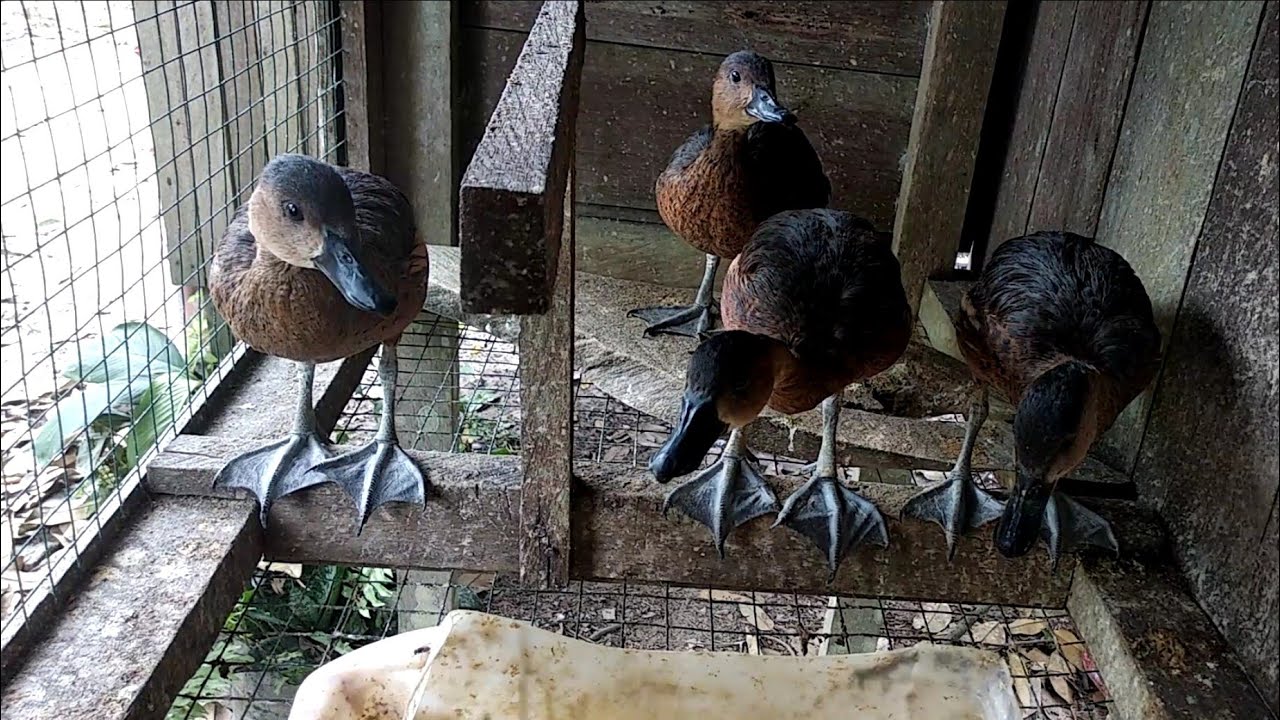 Burung belibis usia 5 bulan