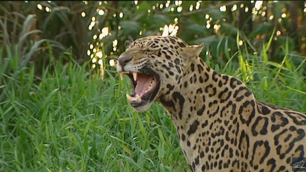 Animaux Trop Humains | Le langage Animal
