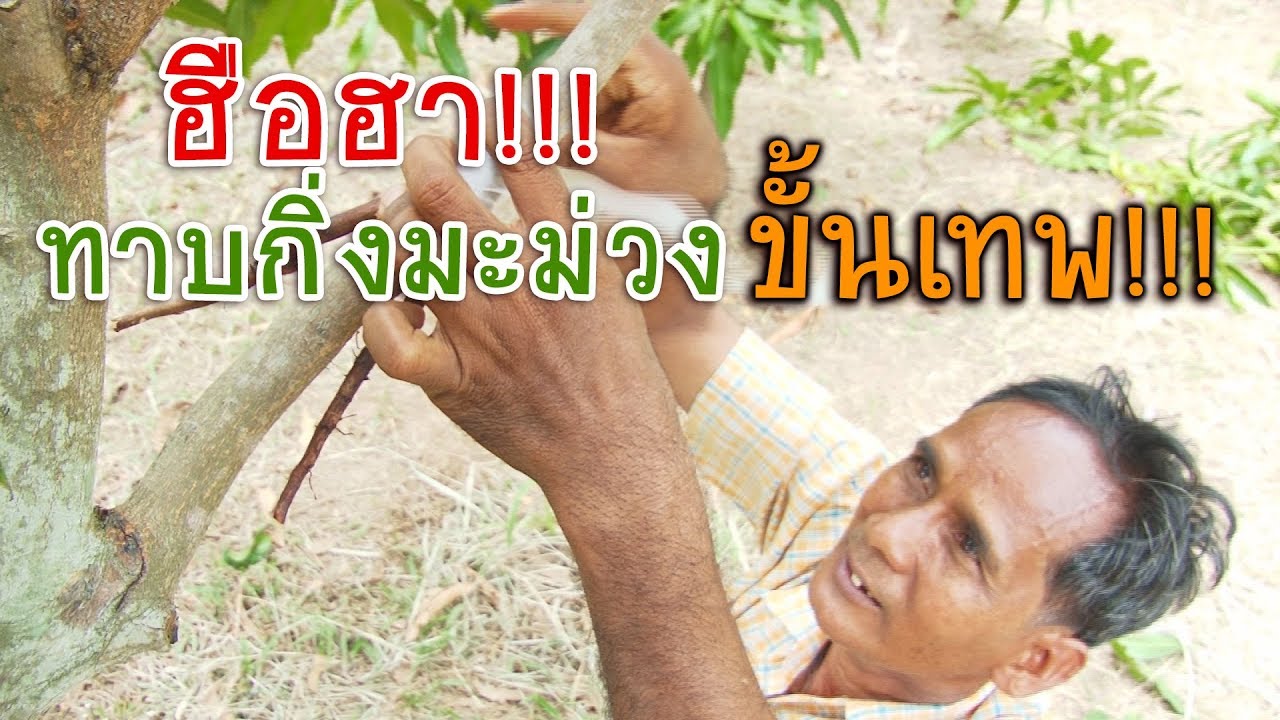 ฮือฮา!!! ทาบกิ่งมะม่วงขั้นเทพ!!!