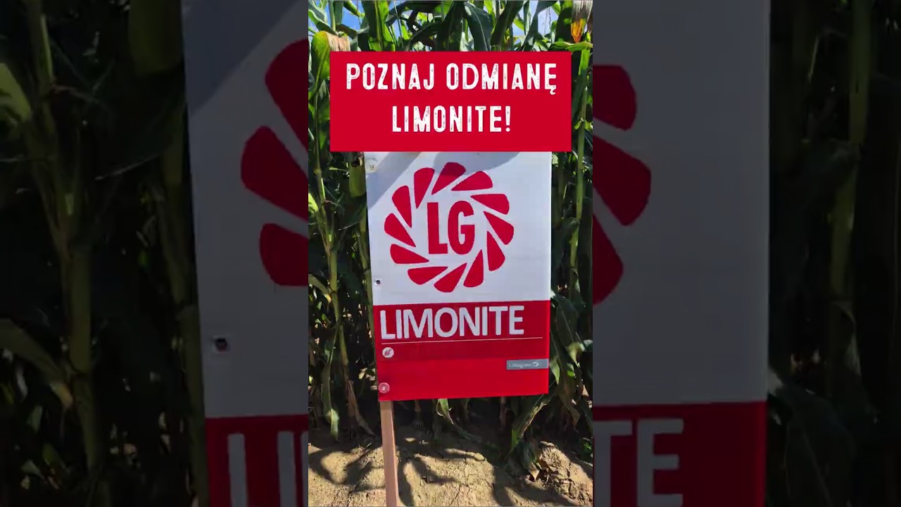 Poznaj kukurydzę Limonite! #lgseeds #limagrainpolska