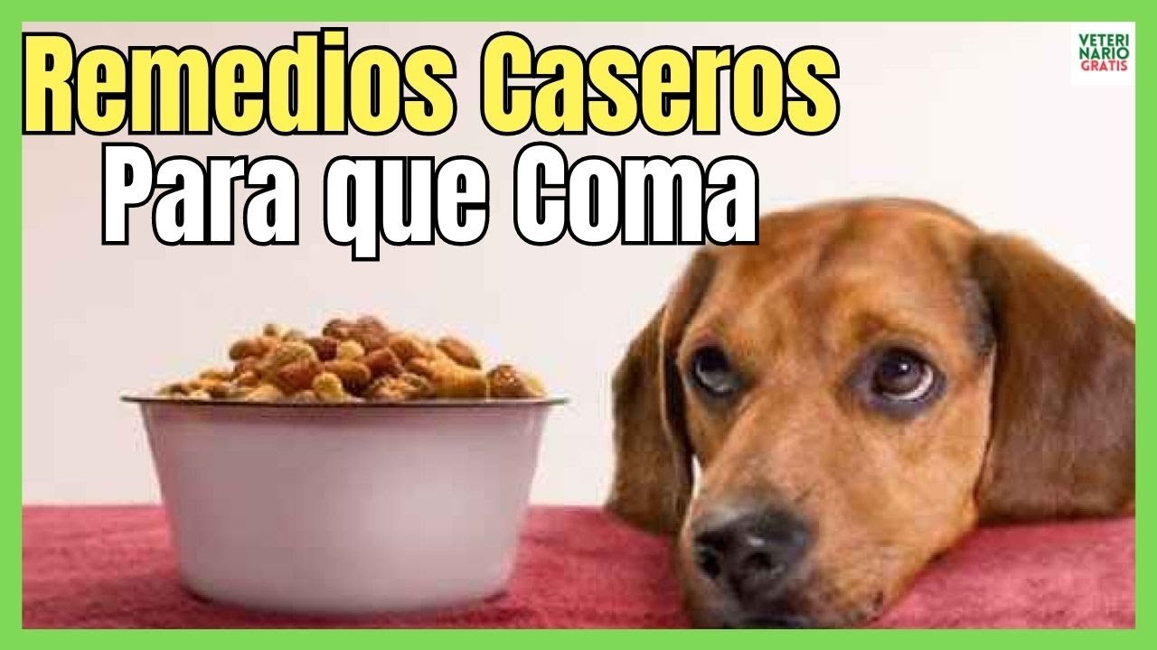 🐶 REMEDIOS CASEROS PARA PERROS QUE NO QUIEREN COMER 🐶