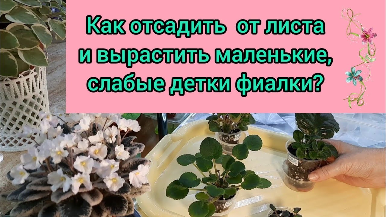 Маленькие, слабые детки фиалки! Как правильно отсадить их от листа и вырастить?