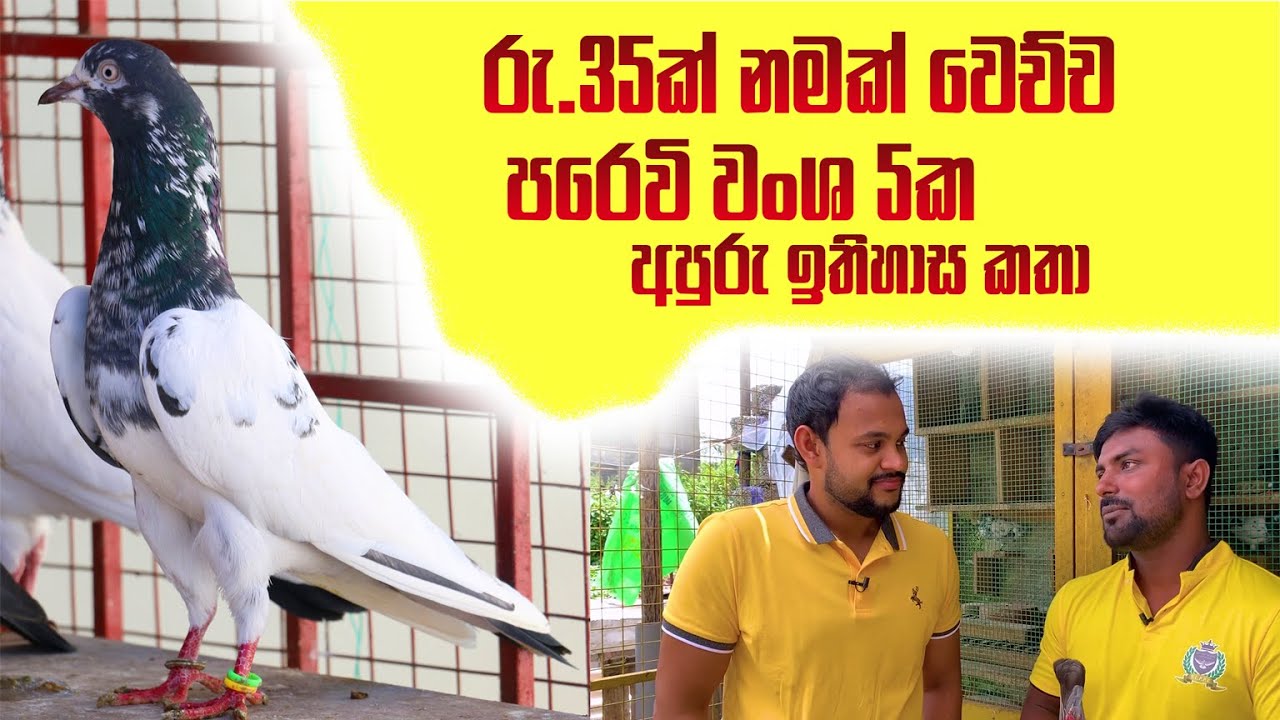 ඉන්දු - පාකිස්ථාන යුද්ධෙන් හැදුනු පරෙවි වංශ 5ක අපූරු ඉතිහාස කතා | Pigeon | Pet Talk