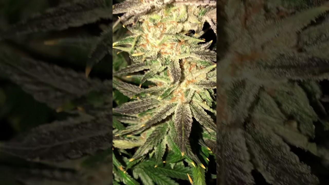 Fruity pebbles OG
