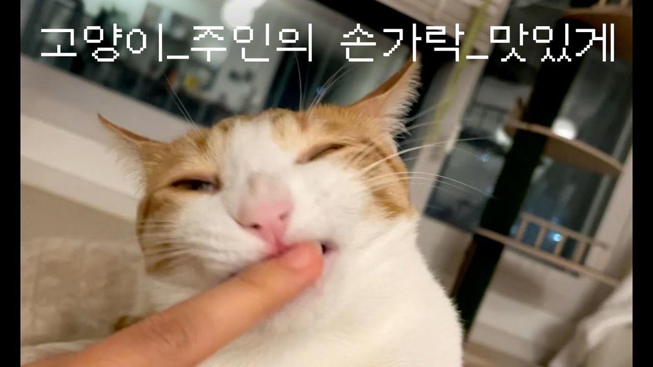 쭙쭙이? 손가락 5분동안 핥아주는 고양이. 중독성있는 표정과 찹찹 소리 ASMR