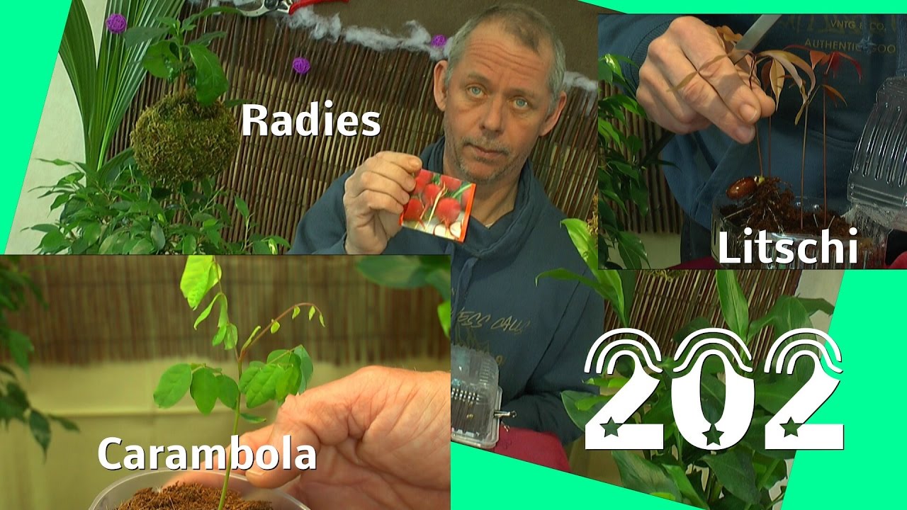 Radieschen Samen keimen nach 2 Tagen. Was ist falsch gelaufen?