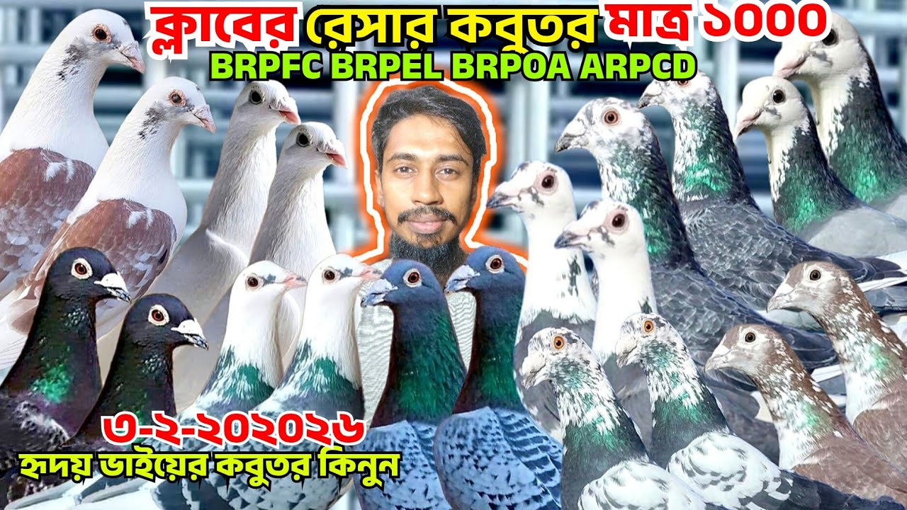 ওরজিনিয়াল BRPFC, BRPEL, BRPOA ক্লাবের রেসার,আসল রেসার কবুতর কিনুন কম দামে,হৃদয় ভাই রেসার বিক্রি 