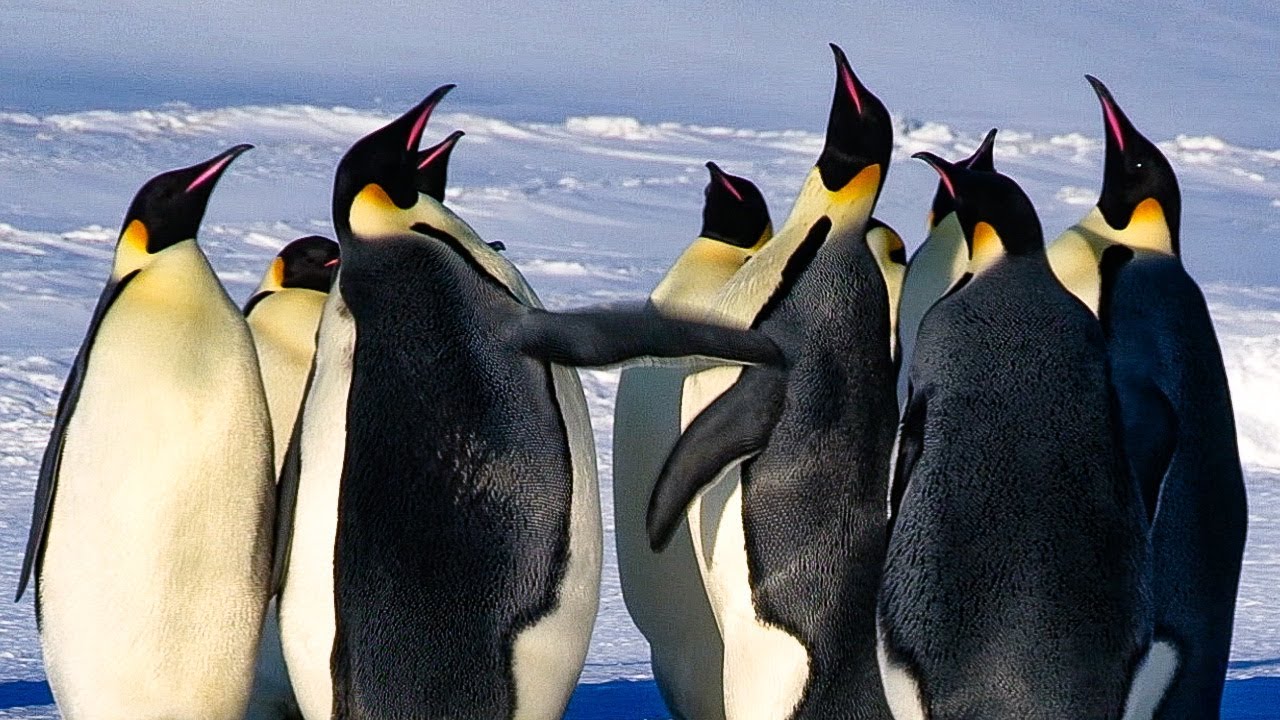 Emperor Penguins Fight Over Mate | BBC Earth