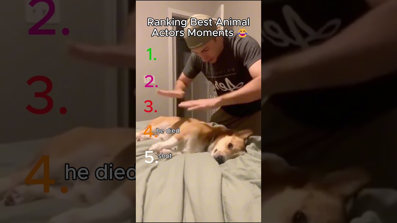 Ranking the Best Animal &ldquo;Actor&rdquo; Moments 😂🎭 #animalactors  #funnyanimals  #shorts