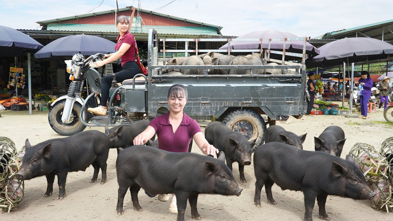 Harvesting 1000KG Giant Pig Each After 4 Month Of Raising - Use Truck Goes To Market Sell