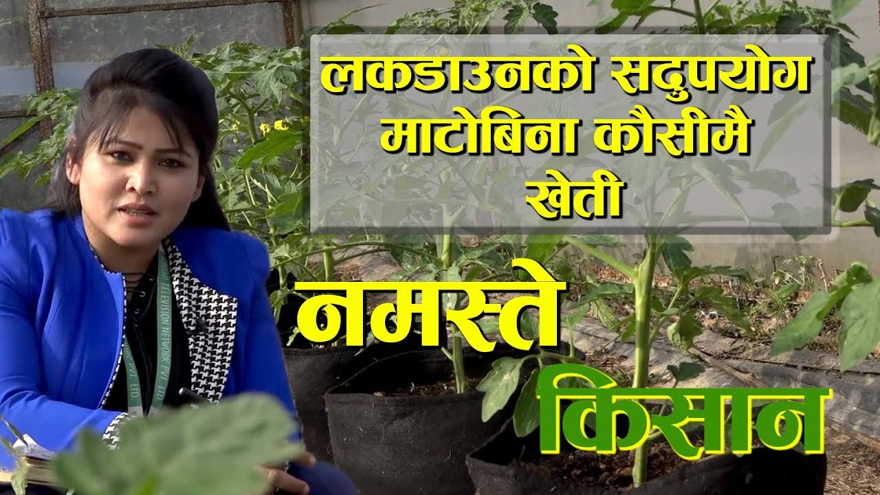 कसरी गर्ने त माटो बिनाको काैसीमै तरकारी खेती ? | Rooftop Farming | Namaste Kisan