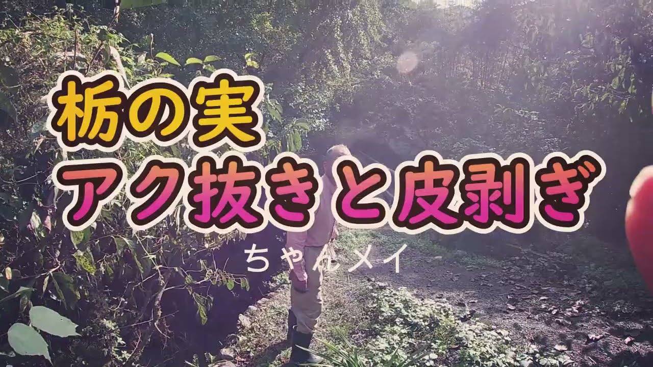 栃の実のアク抜きと皮むき　ちゃんメイ