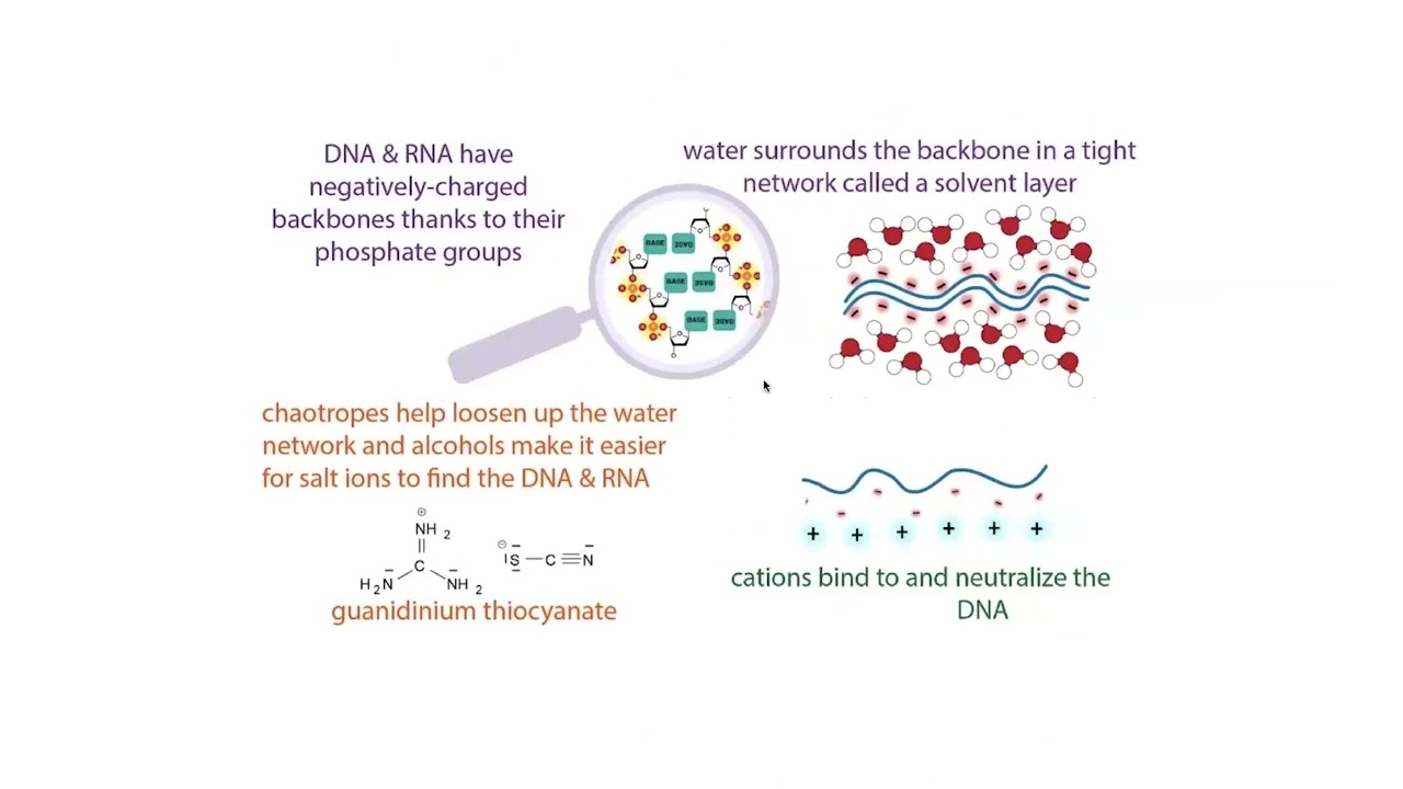 Nucleic acid UV absorption & purity ratios (260/280 and 260/230)
