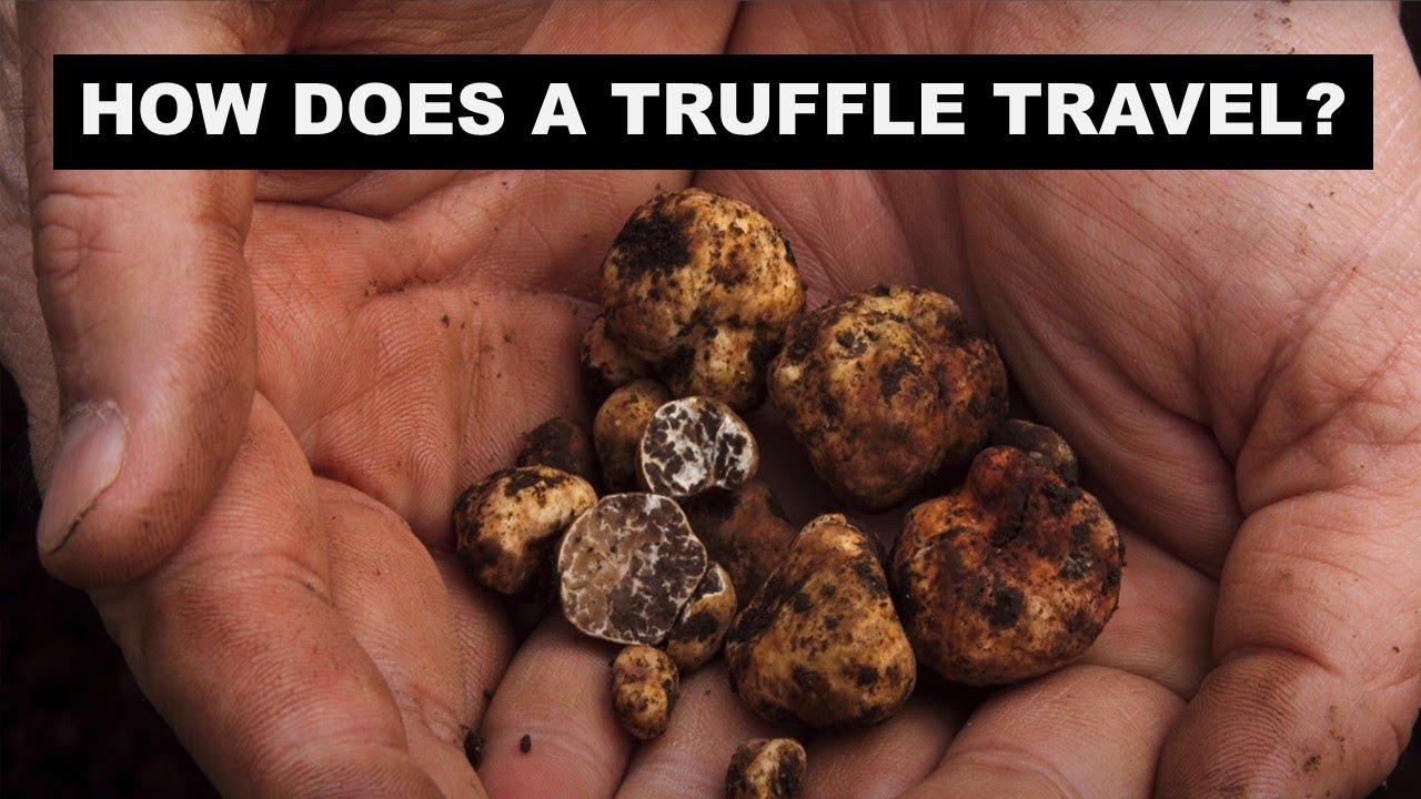 How does a truffle travel?