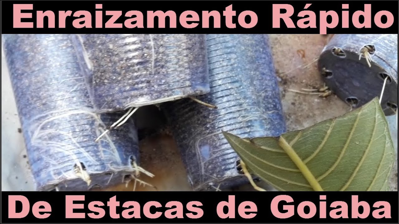 Por Que Algumas Estacas de Goiaba Enraízam  Mais Rápido? Saiba Agora - 24/01/2022