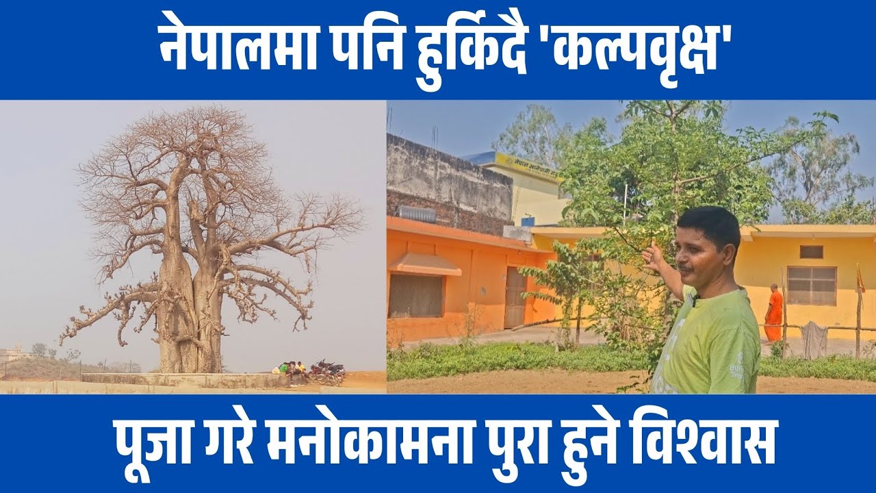 नेपालमा पनि हुर्किदै 'कल्पवृक्ष', पूजा गरे मनोकामना पुरा विश्वास