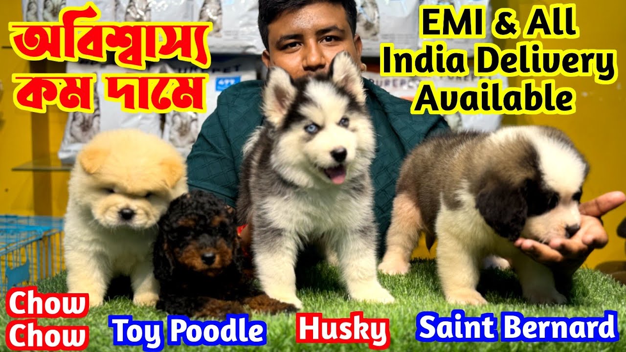 Toy Poodle, Chow Chow, Husky, Saint Bernard Puppy Low Price. Dog Market in Kolkata Price.