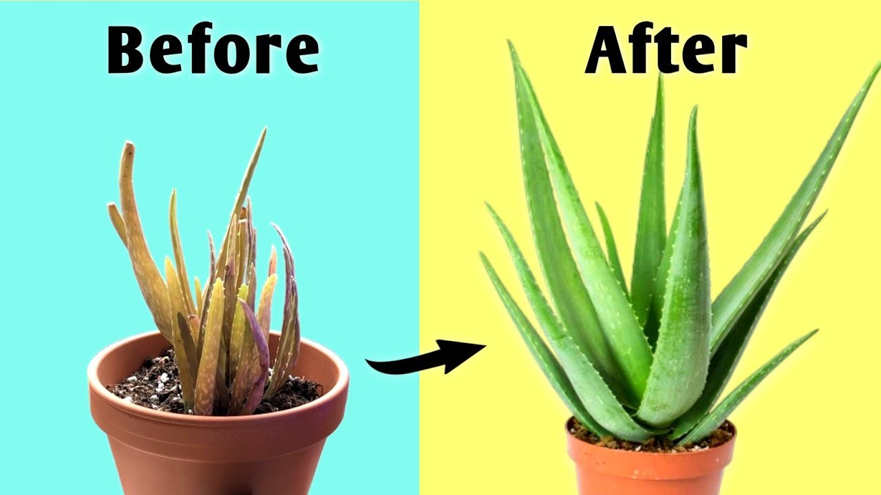 4 Essential Aloe Vera Plant Care Tips to Grow FAST // Aloe Vera Plant Care Indoor