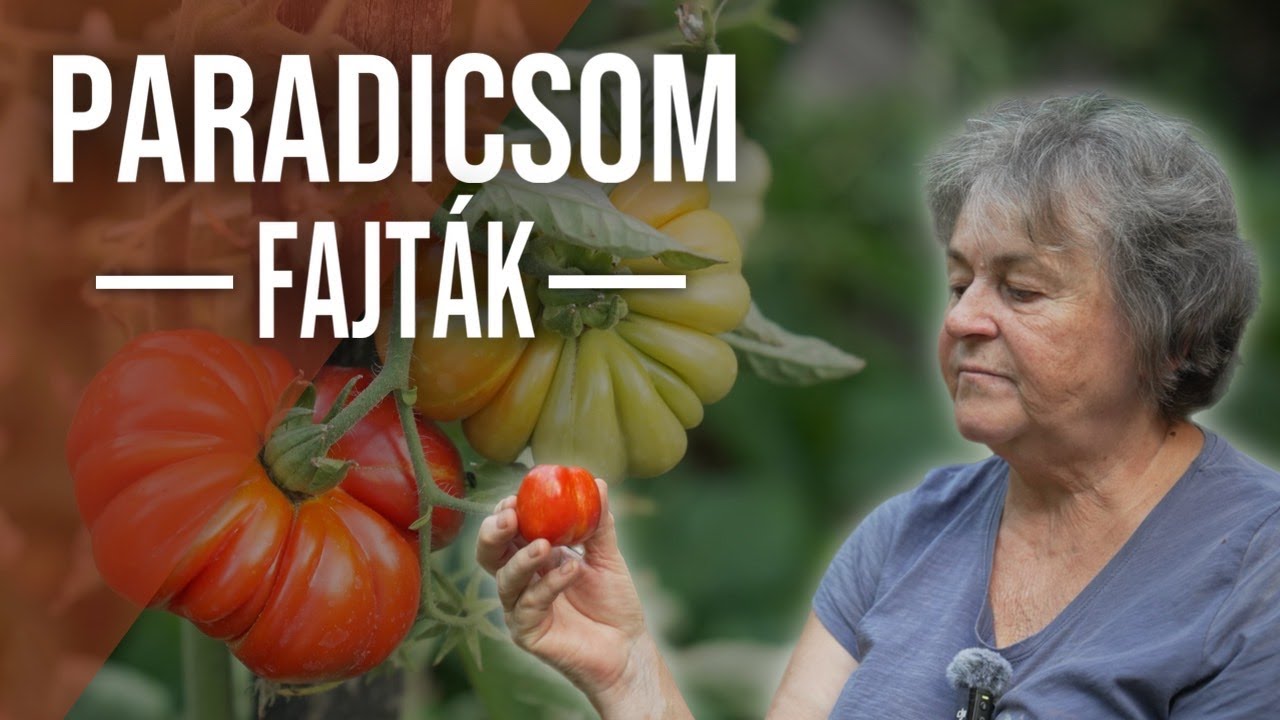 A kedvenc PARADICSOMFAJTÁIM