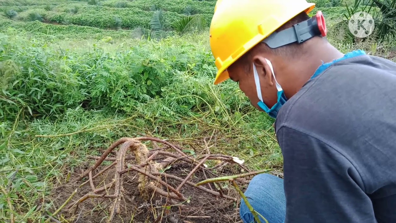 Berburu bahan bonsai putri malu