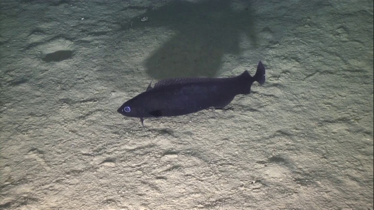 Deep-sea fish - Antimora rostrata