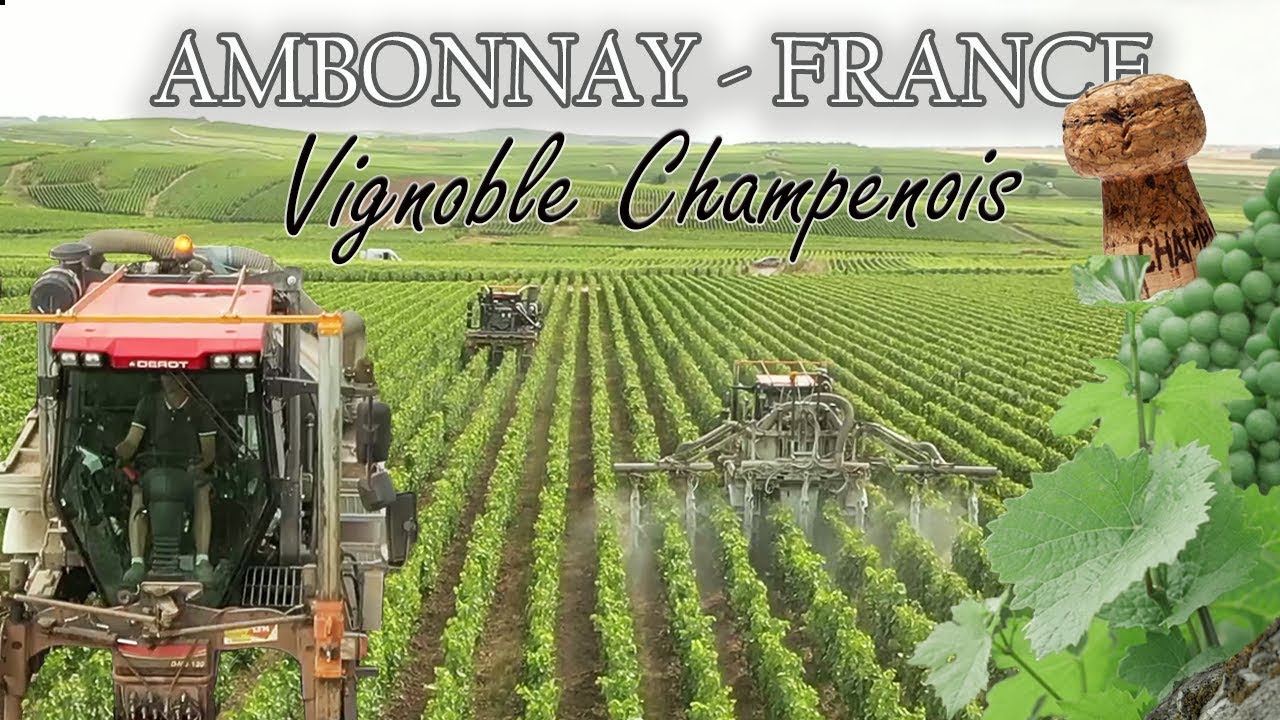 Vignoble Champenois [Ambonnay] / Champagne Moreau