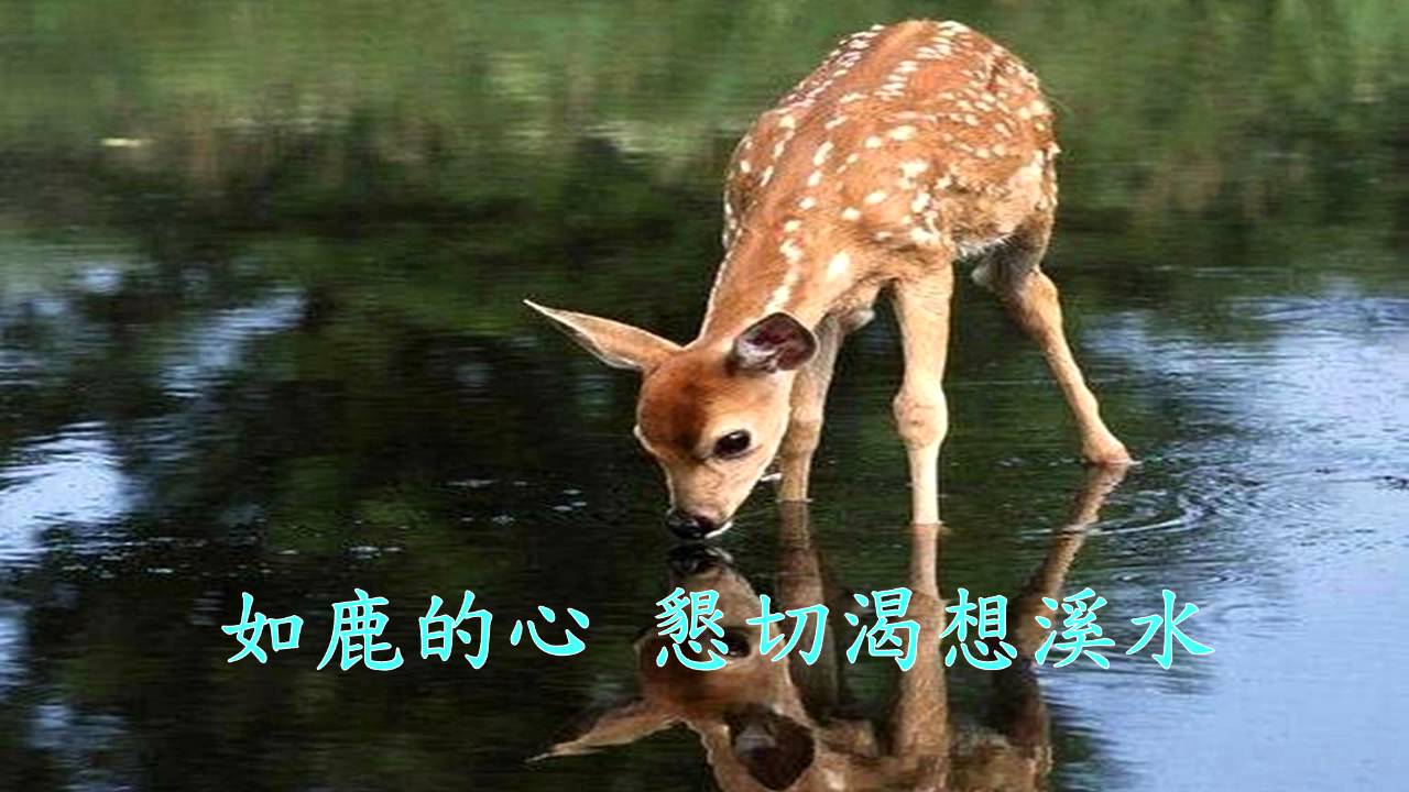 如鹿的心 (As The Deer)