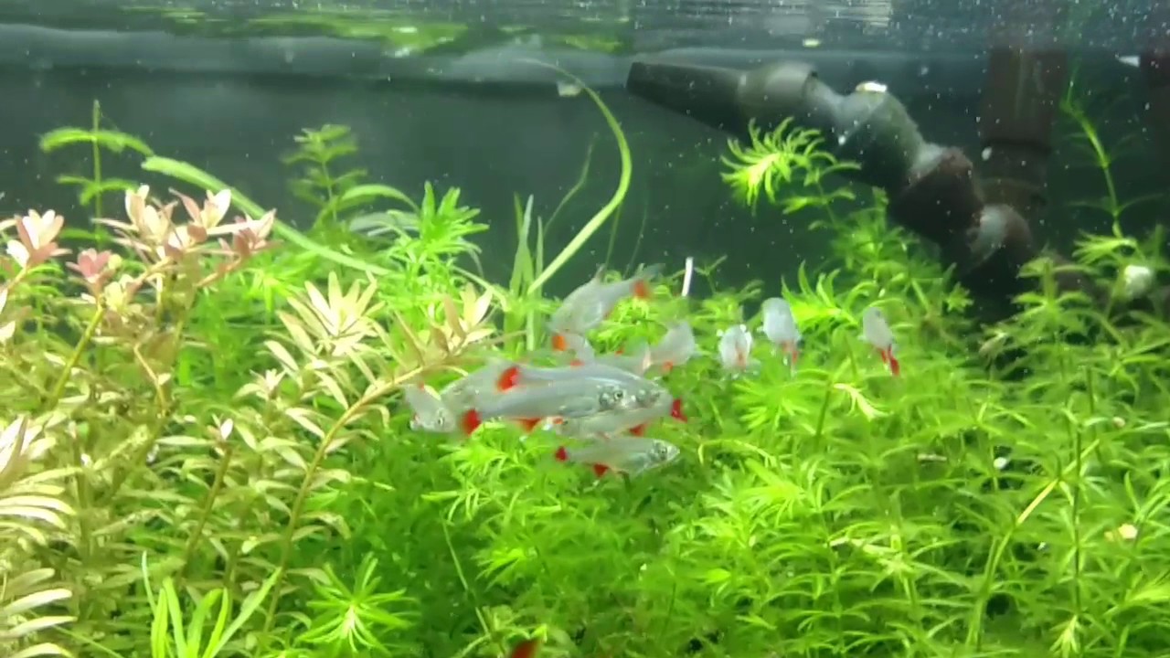 Bloodfin Tetras