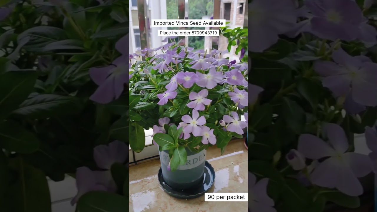 Rare Imported Vinca Flower Seed Online Sale 🔥 